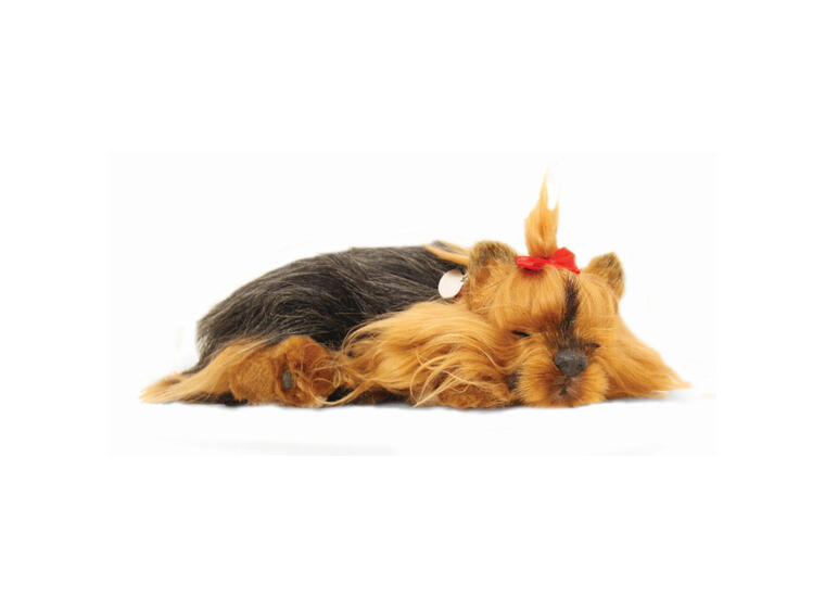 Sovende Yorkie Terapihund | Pustende 