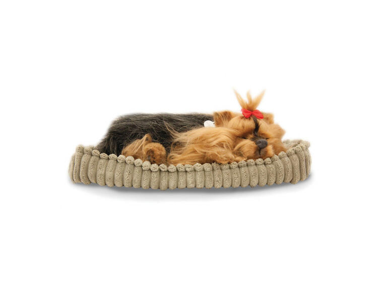 Sovende Yorkie Terapihund | Pustende 