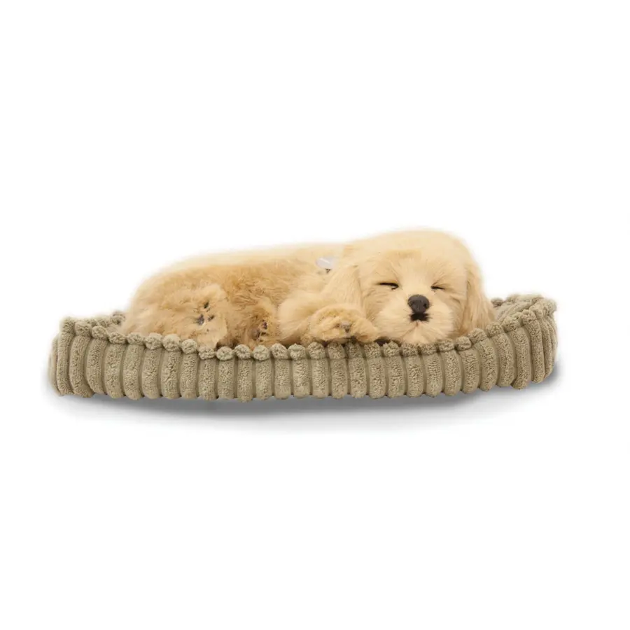 Sovende Golden Retriever Terapihund | Pustende 