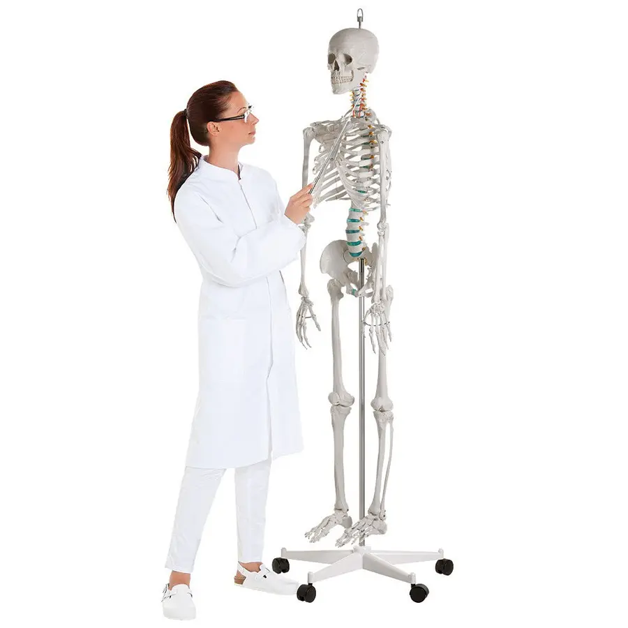 Skjelett til undervisning Anatomisk modell 