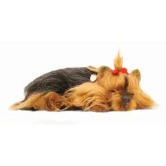 Sovende Yorkie Terapihund | Pustende
